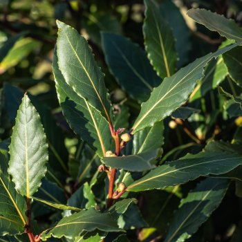 Laurus nobilis (Vavrín pravý - bobkový list) - kont. C5L, výška 60-80 cm - NA KMIENKU  